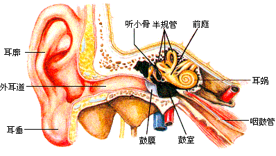 教您如何诊断是否已患有噪声性耳聋.
